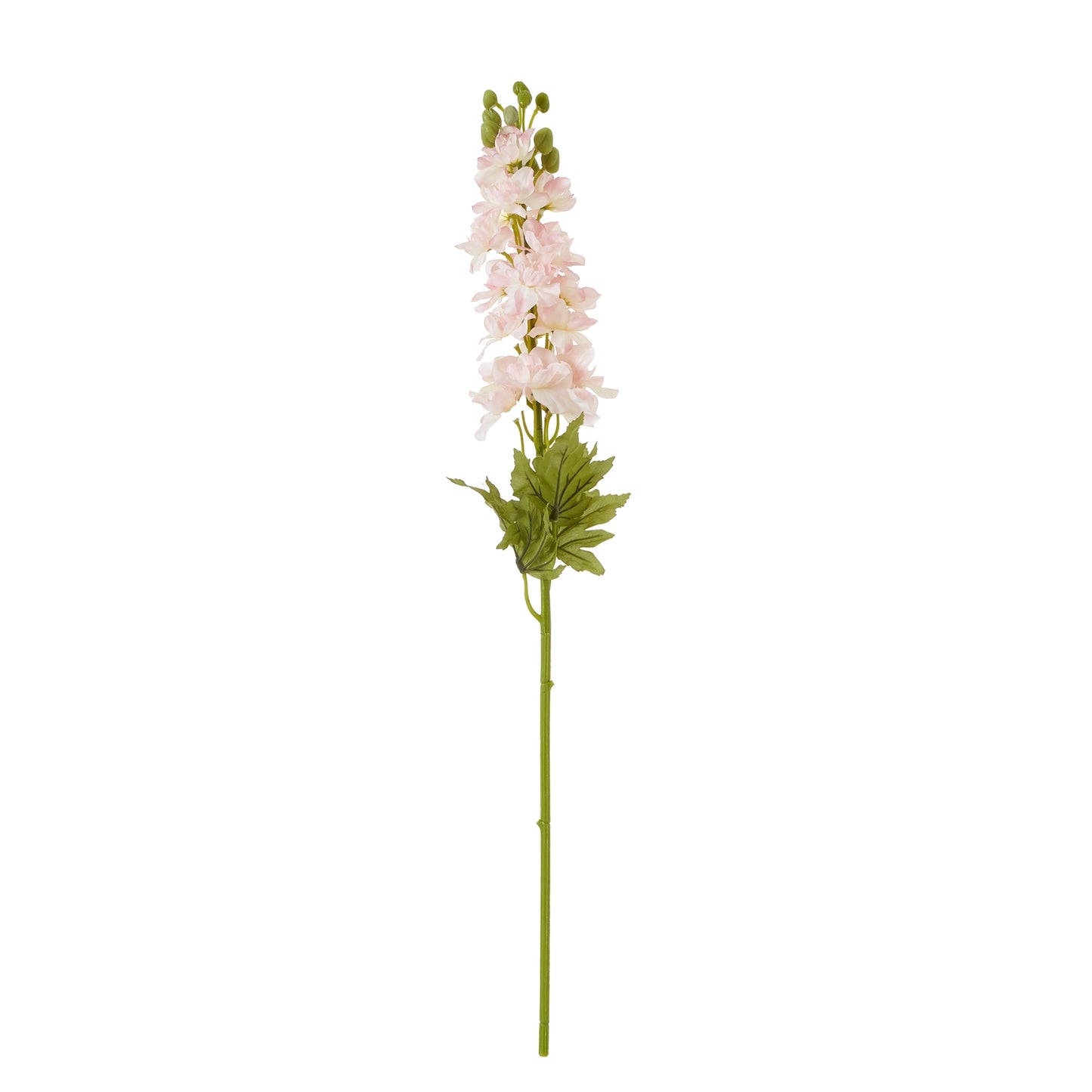 The Natural Garden Collection Pink Elatum Delphinium